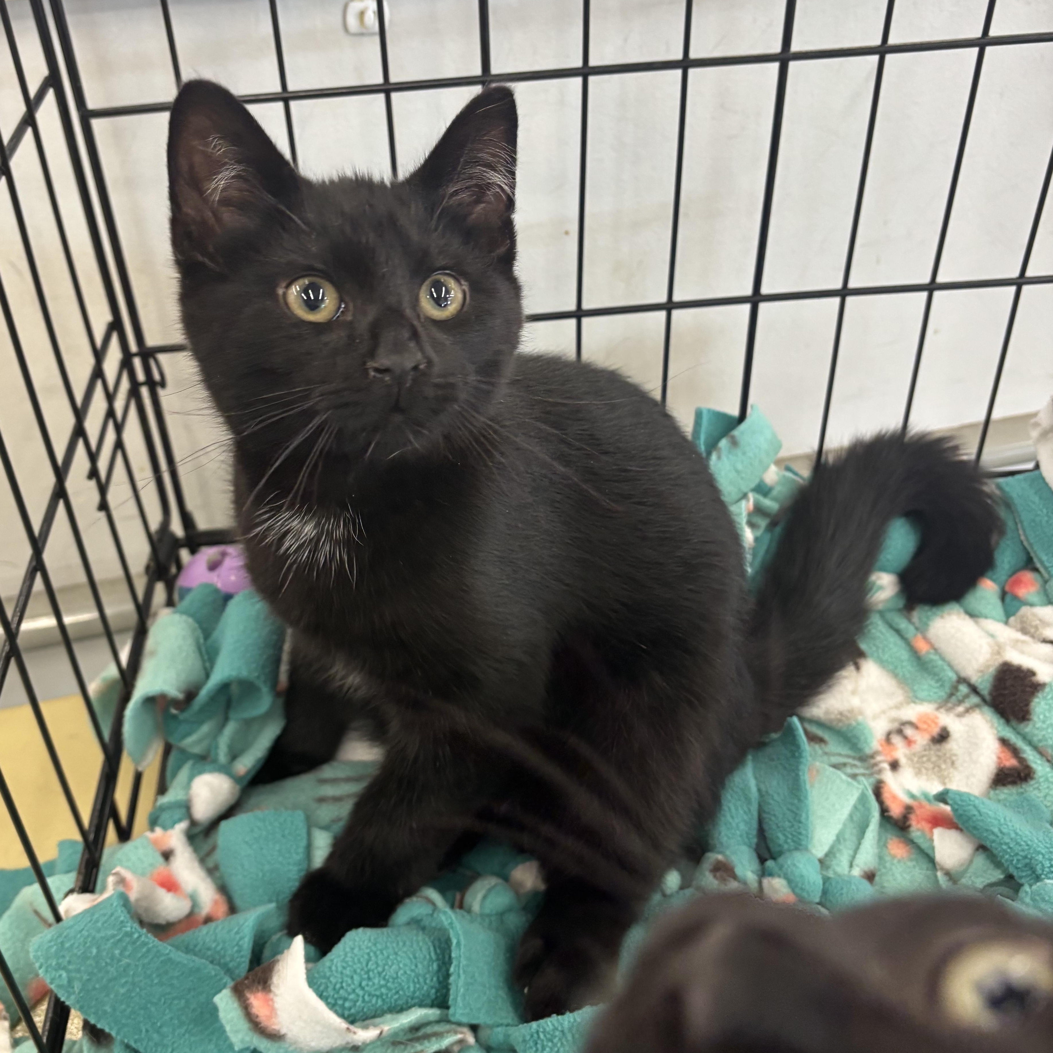 STEPHEN, a Adoptable Domestic Short Hair in Schnecksville, PA image 4/5