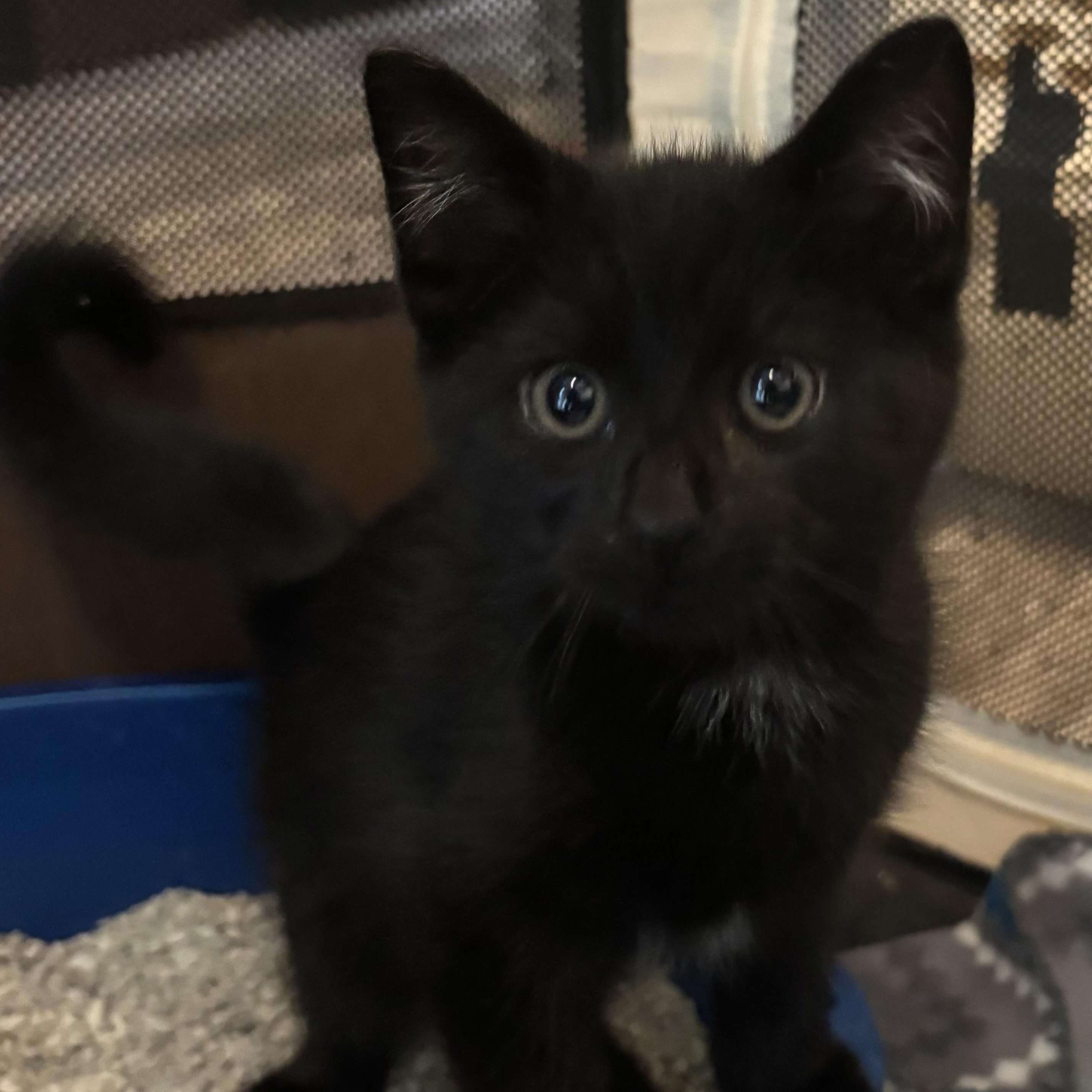 STEPHEN, Adoptable, Kitten Male Domestic Short Hair.