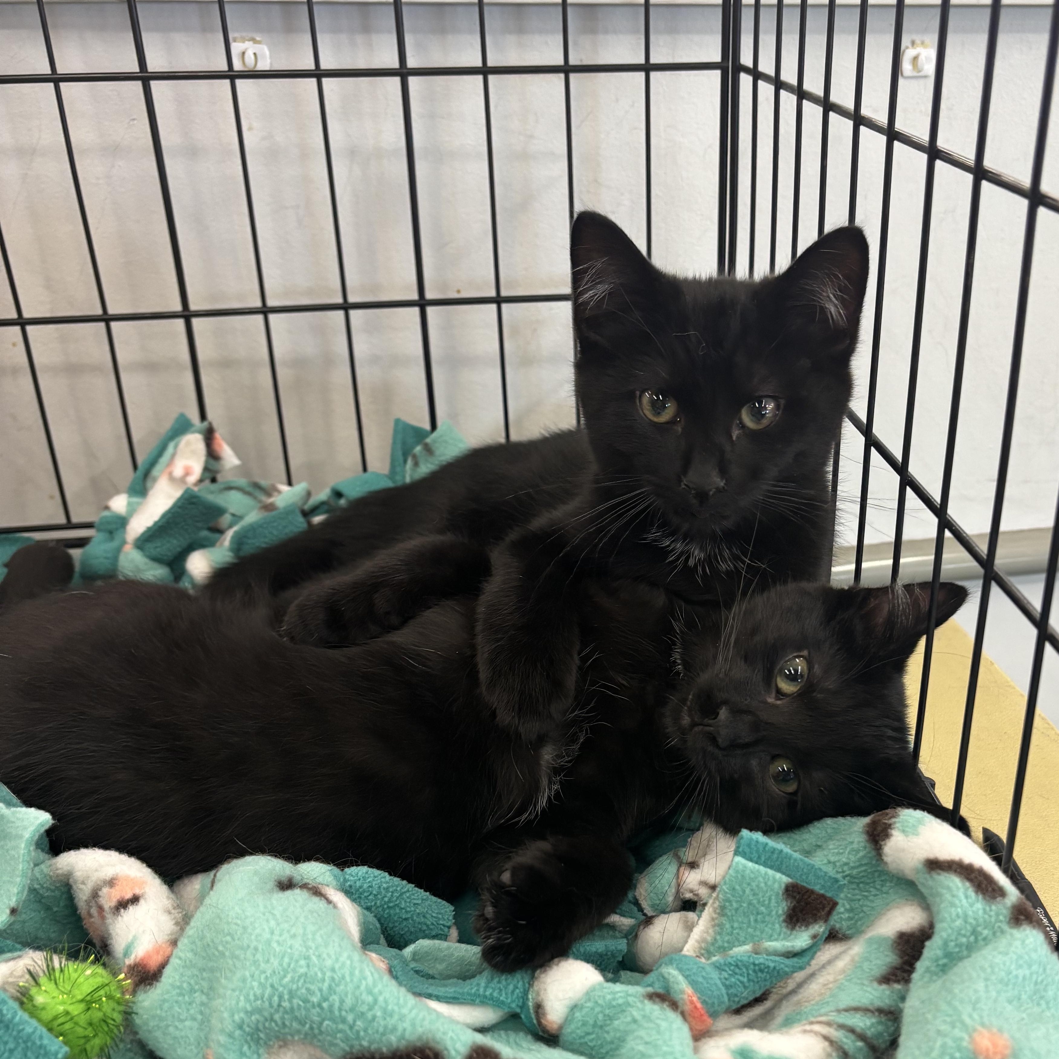STEPHEN, a Adoptable Domestic Short Hair in Schnecksville, PA image 5/5