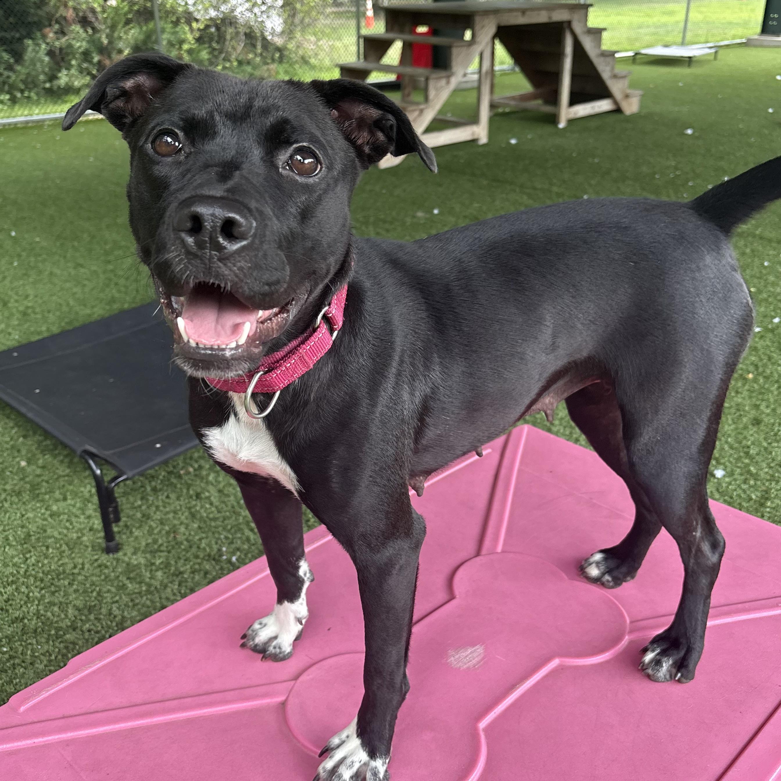Adalyn, ADOPTABLE, Adult Female Retriever.
