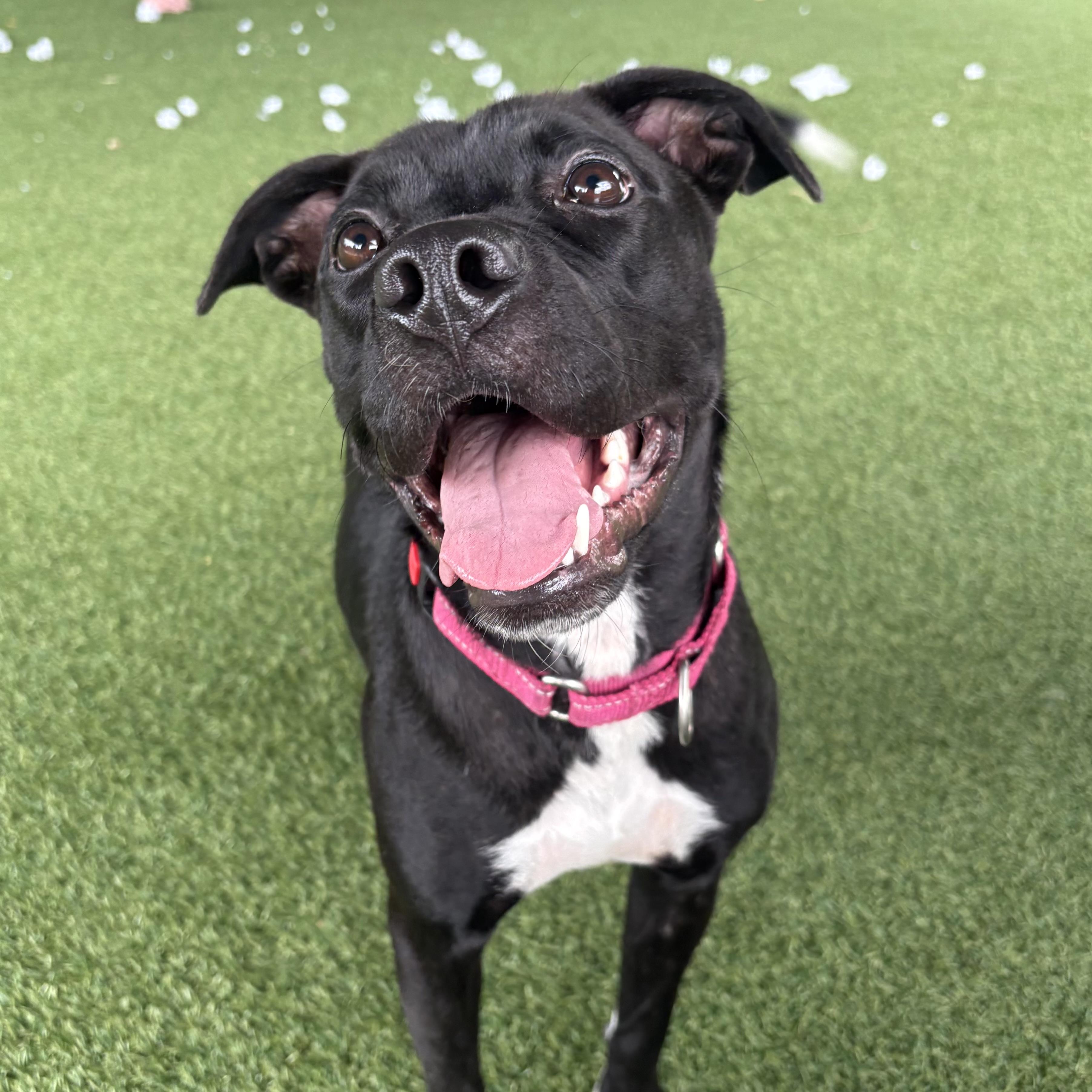 Enlarge Adalyn, a ADOPTABLE mixed breed in Eatontown, NJ image 3/6