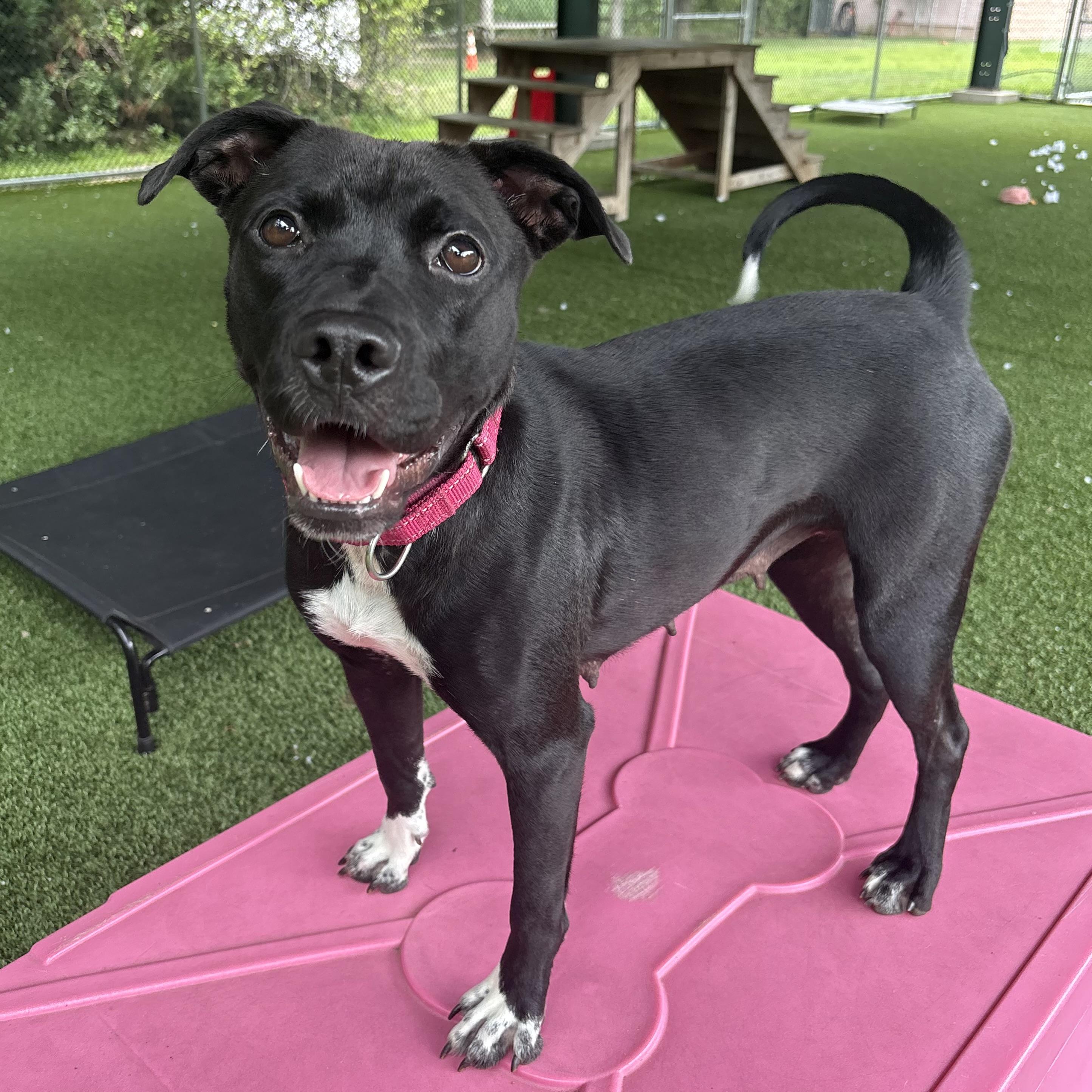 Enlarge Adalyn, a ADOPTABLE mixed breed in Eatontown, NJ image 5/6