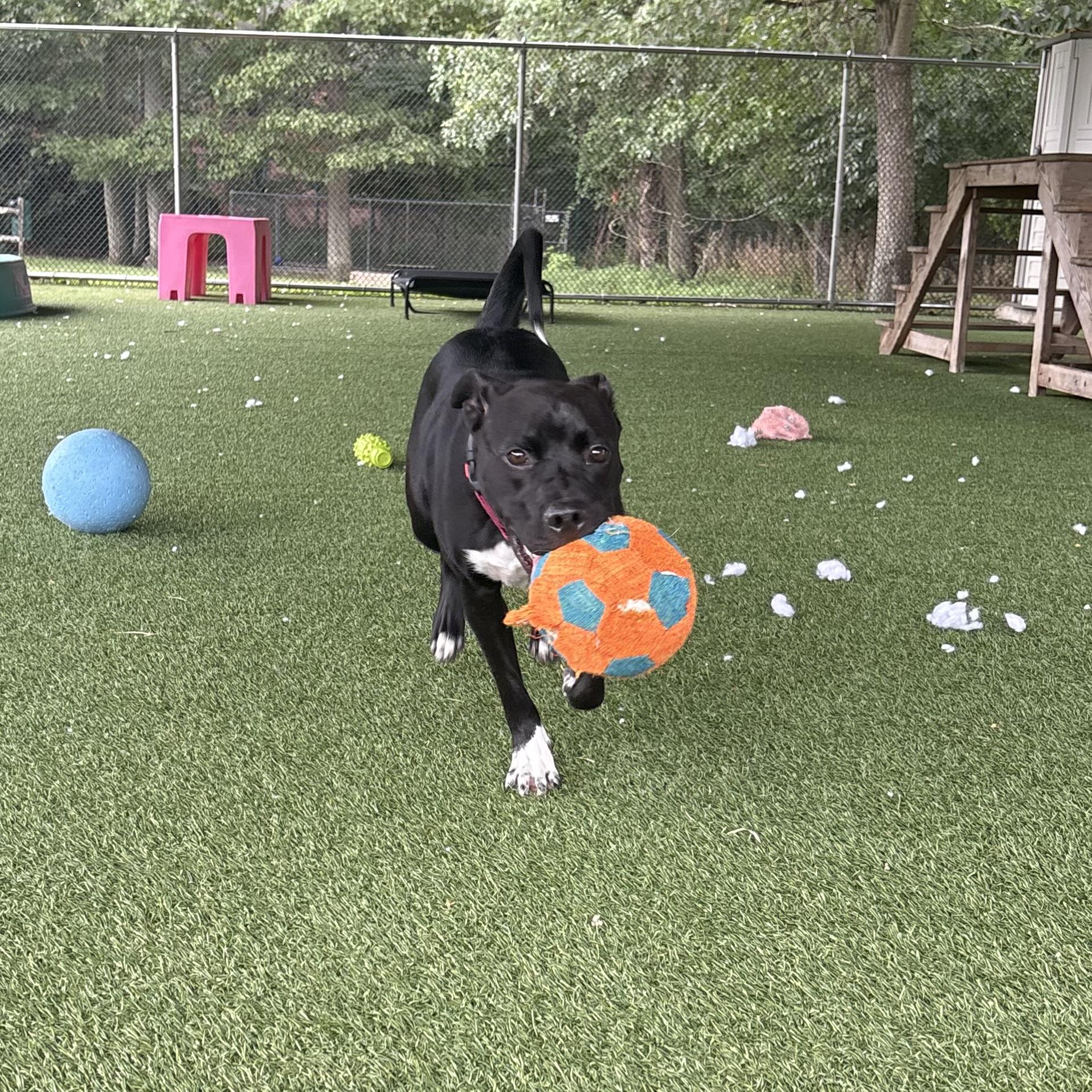 Enlarge Adalyn, a ADOPTABLE mixed breed in Eatontown, NJ image 4/6