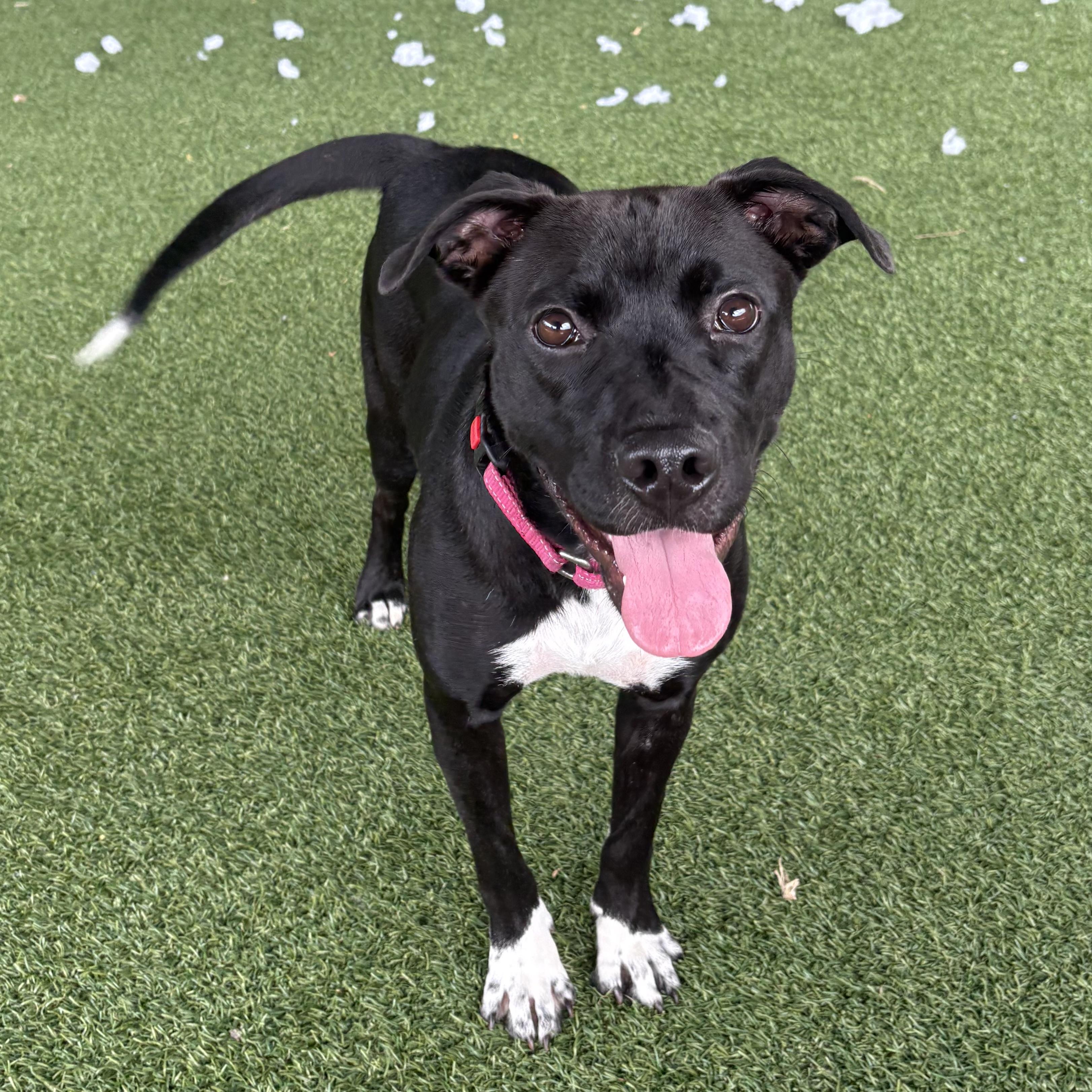 Enlarge Adalyn, a ADOPTABLE mixed breed in Eatontown, NJ image 6/6