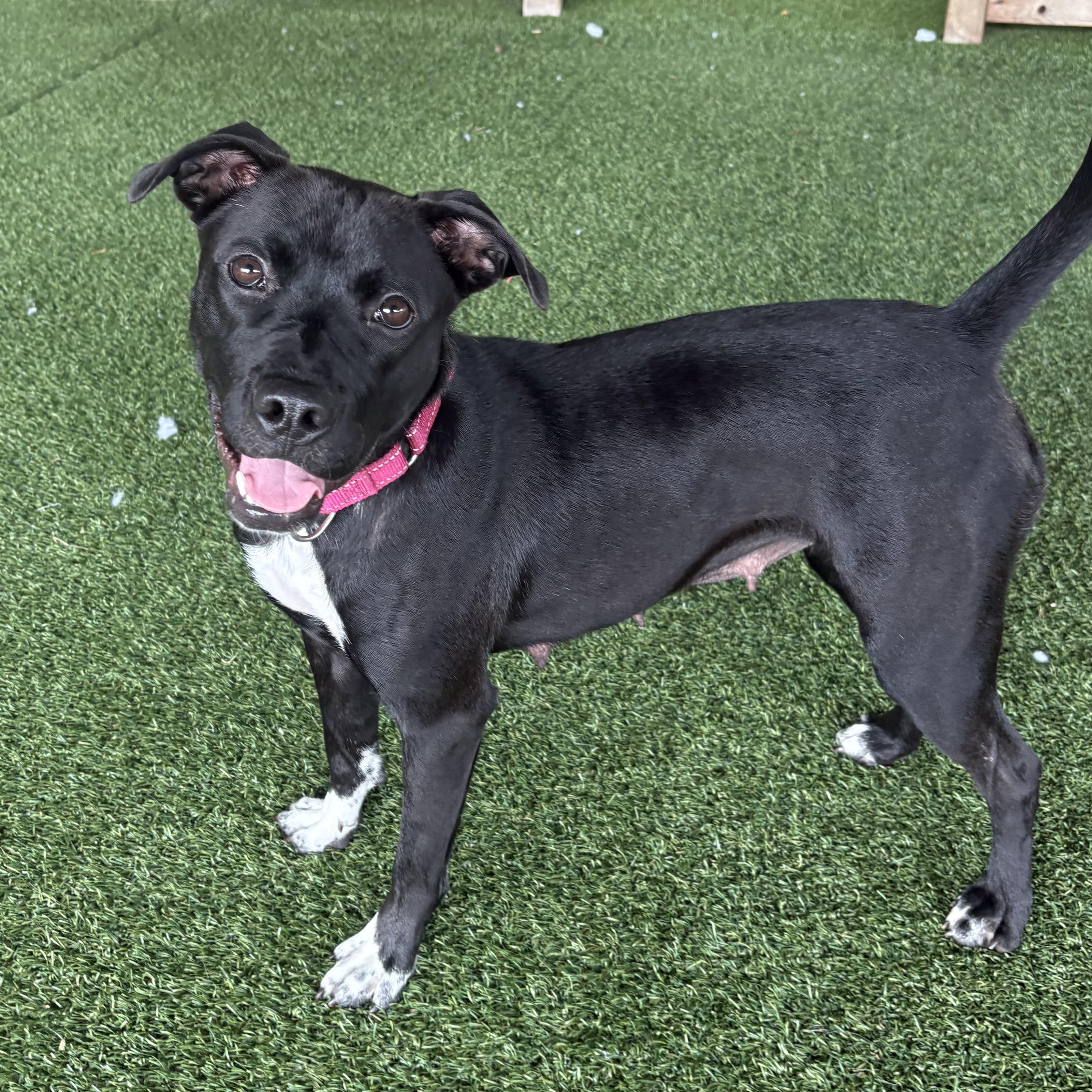 Enlarge Adalyn, a ADOPTABLE mixed breed in Eatontown, NJ image 2/6