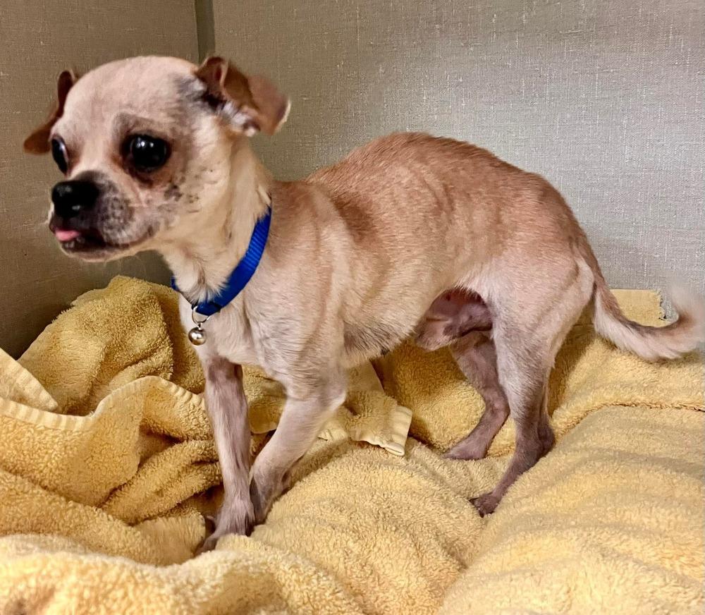Snaggletooth, Adoptable, Adult Male Chihuahua & Pug.