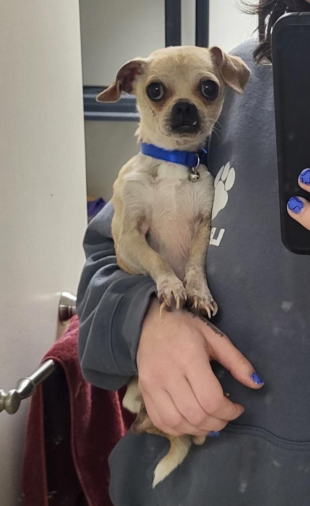 Enlarge Snaggletooth, a Adoptable mixed breed in Cortez, CO image 2/2