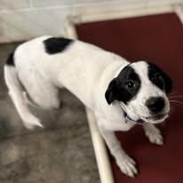 Phoenix, Adoptable, Puppy Male Mixed Breed.