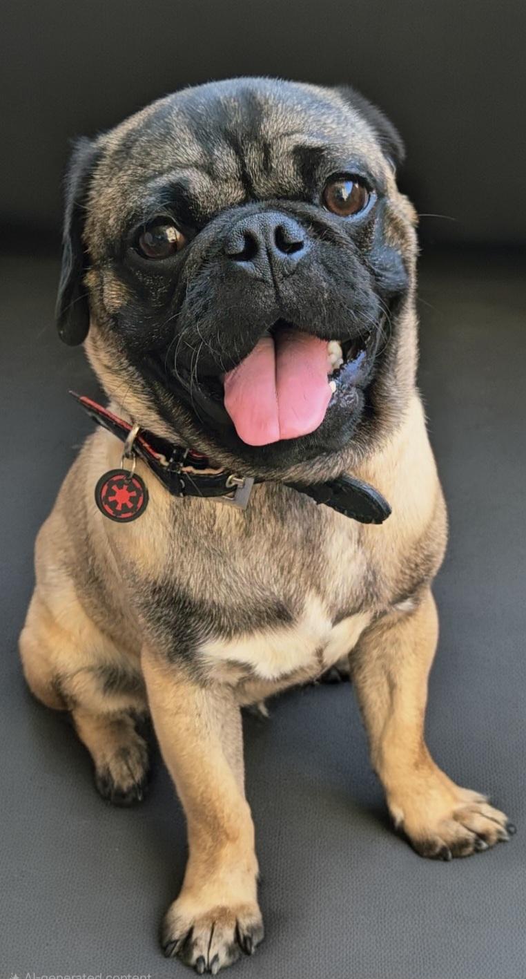 Scotch (on the Rocks), ADOPTABLE, Young Male Pug.