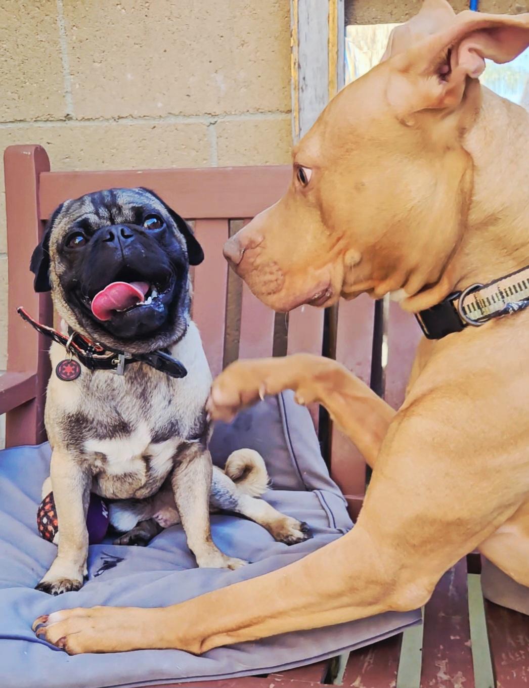 Enlarge Scotch (on the Rocks), a ADOPTABLE Pug in Hermosa Beach, CA image 2/4