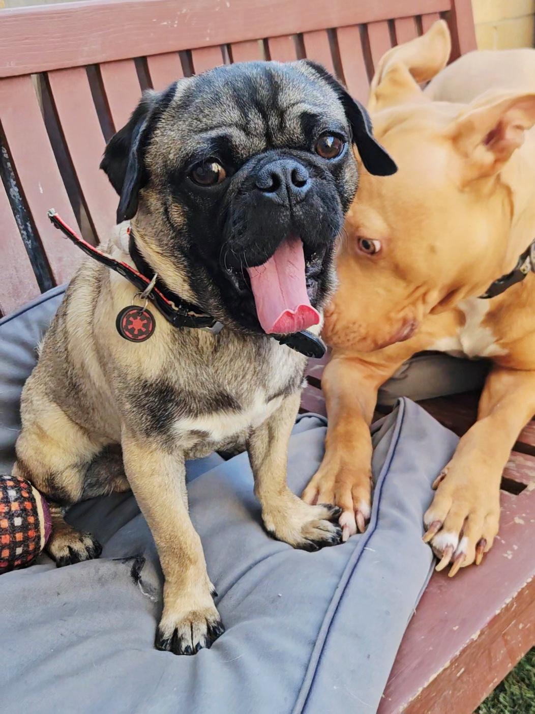 Enlarge Scotch (on the Rocks), a ADOPTABLE Pug in Hermosa Beach, CA image 3/4