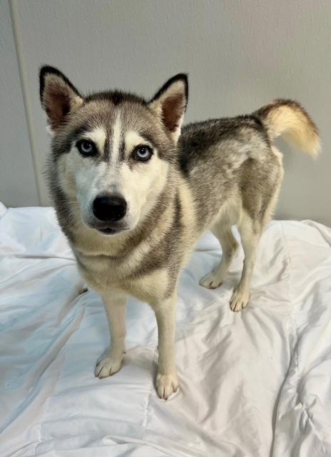 Prada, Adoptable, Young Female Husky.