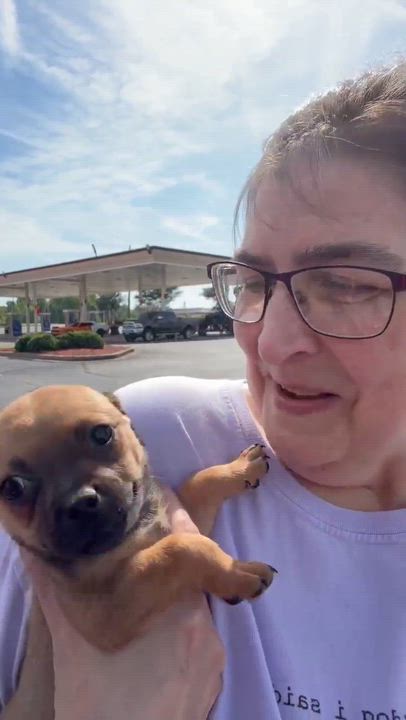 Enlarge Rhett, a ADOPTABLE mixed breed in Blue Bell, PA video 2/4