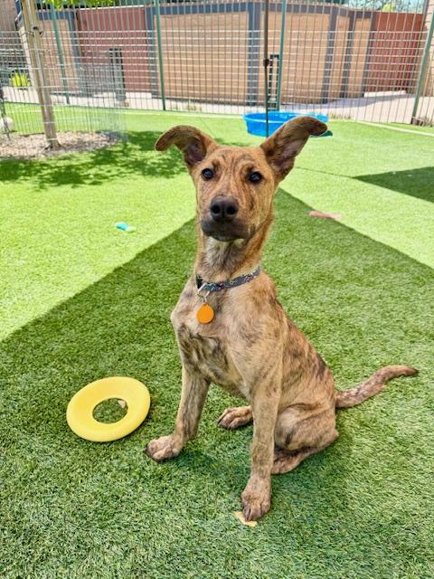 Enlarge Huggins, a Adoptable mixed breed in Agoura Hills, CA image 1/3