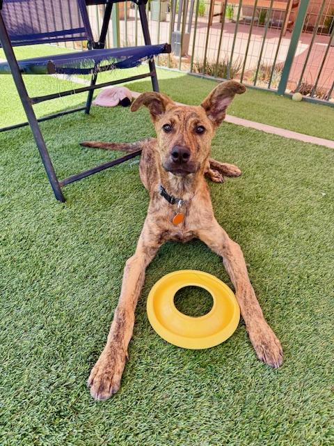 Enlarge Huggins, a Adoptable mixed breed in Agoura Hills, CA image 2/3