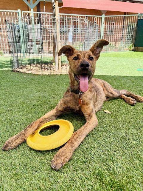 Enlarge Huggins, a Adoptable mixed breed in Agoura Hills, CA image 3/3