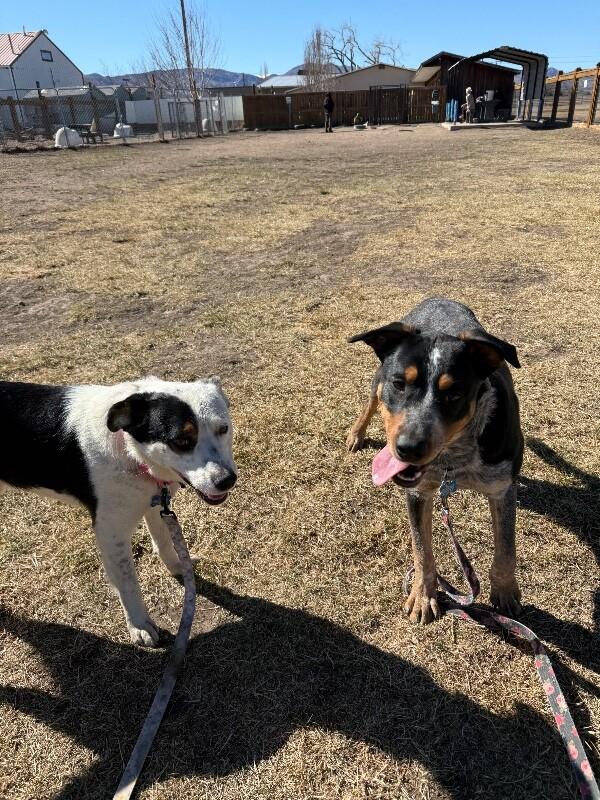 Maddox, a Adoptable mixed breed in Westminster, CO image 1/6