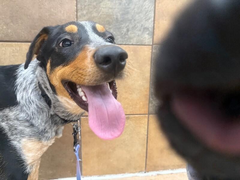 Maddox, a Adoptable mixed breed in Westminster, CO image 2/6