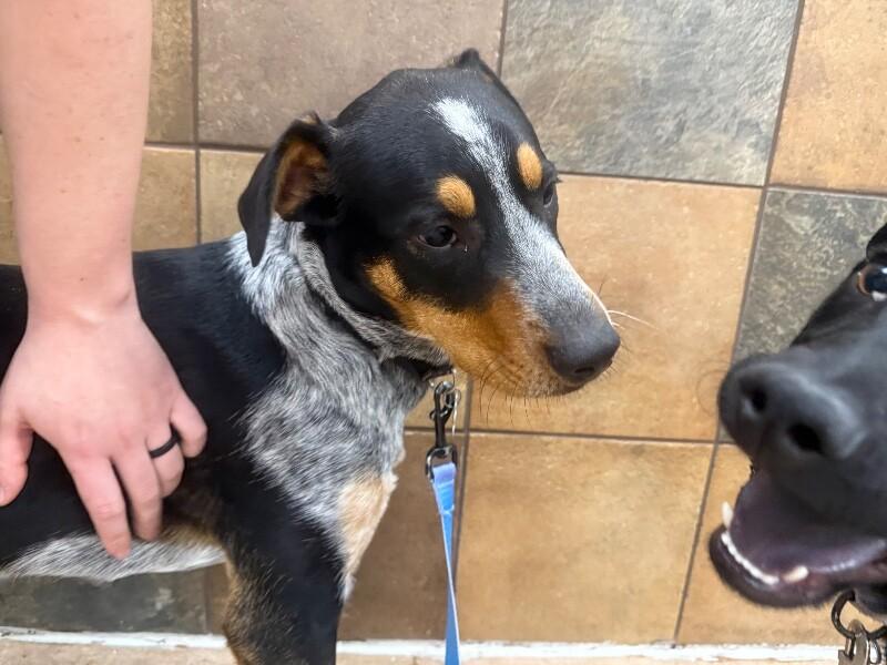 Maddox, a Adoptable mixed breed in Westminster, CO image 3/6
