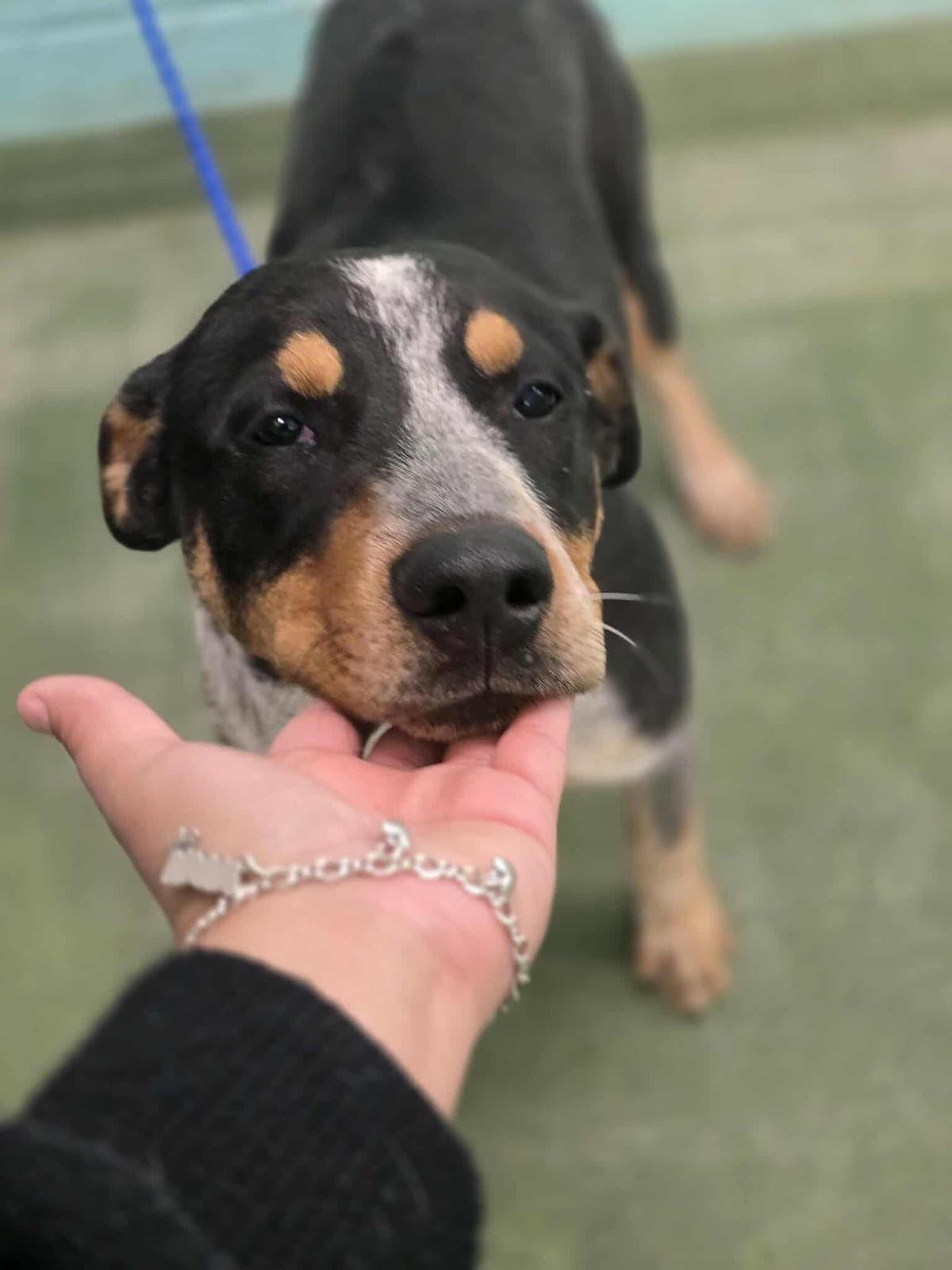 Maddox, a Adoptable mixed breed in Westminster, CO image 6/6