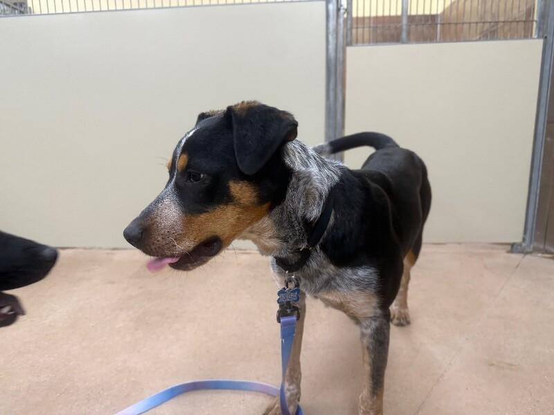 Maddox, a Adoptable mixed breed in Westminster, CO image 4/6