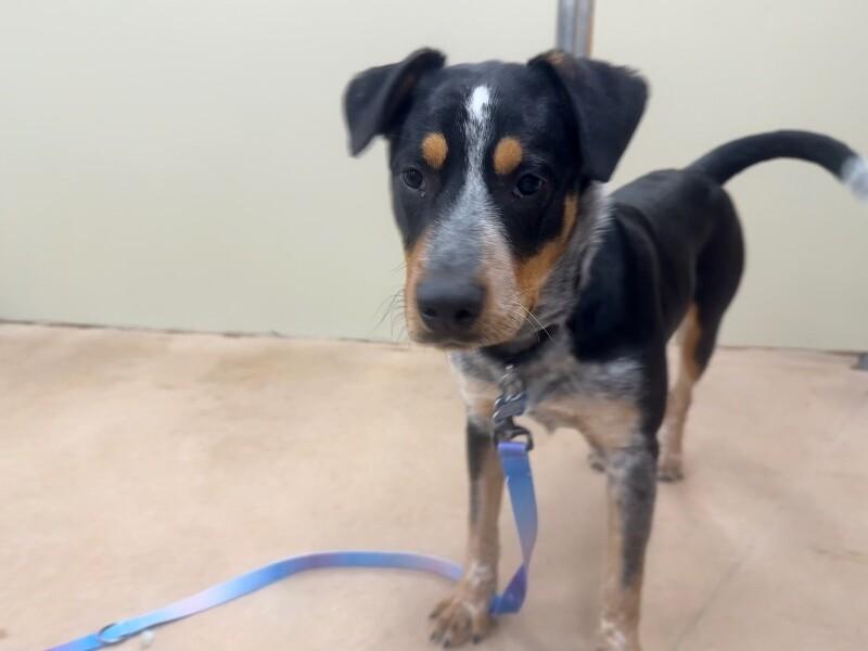 Maddox, a Adoptable mixed breed in Westminster, CO image 5/6