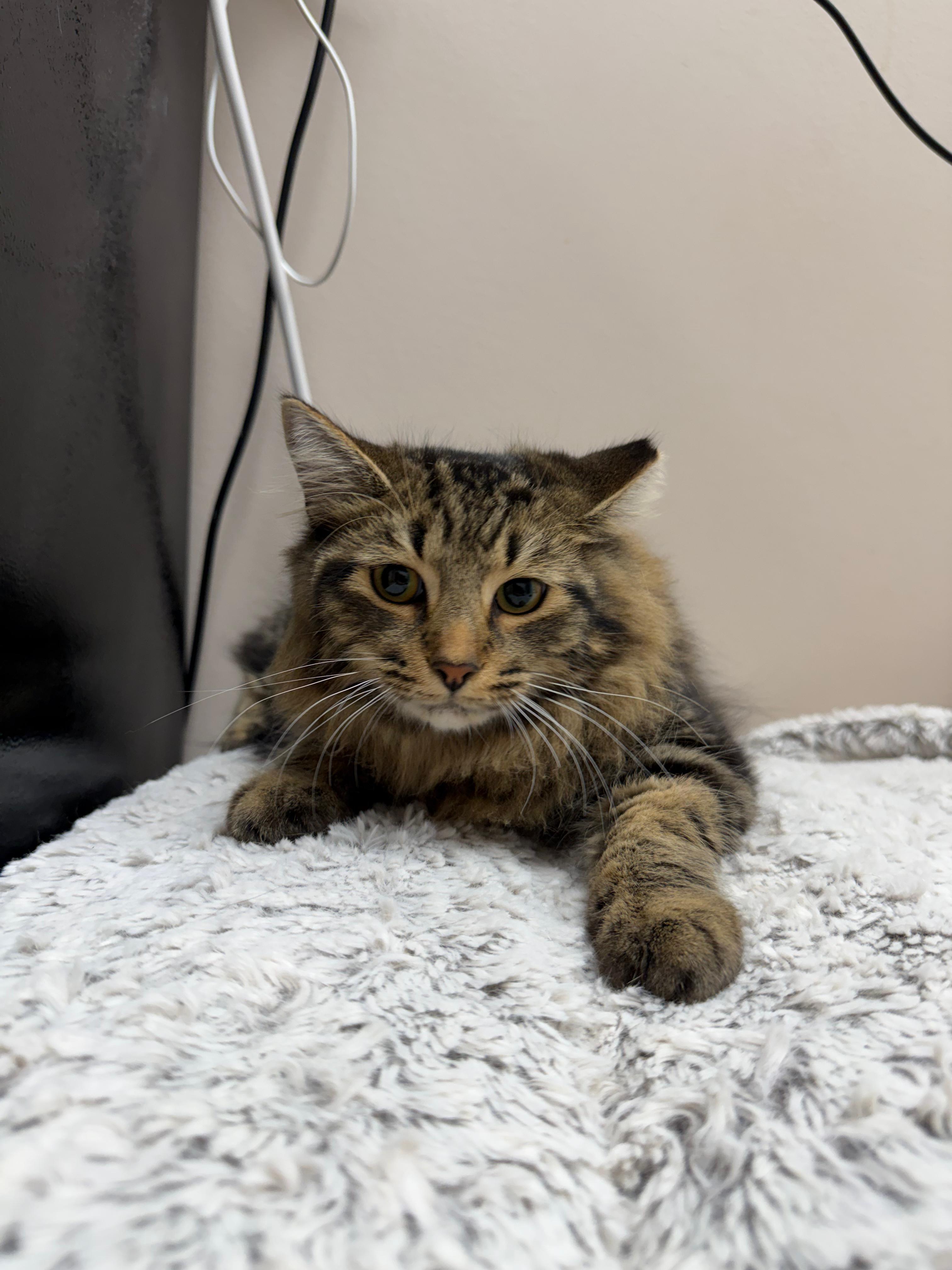 Axton, ADOPTABLE, Young Male Tabby.