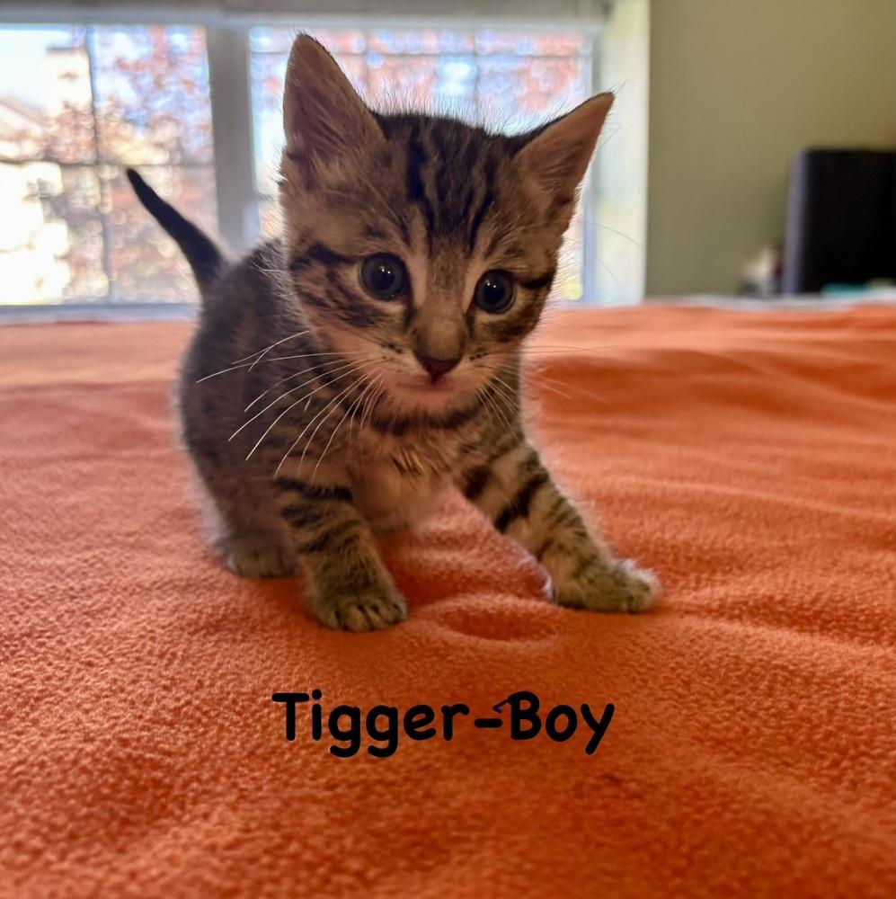 Tigger (Variety Pack Litter), Adopted, Kitten Male Domestic Short Hair.