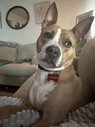 Enlarge Walker- IN FOSTER, a Adoptable Mixed Breed in Chamblee, GA image 1/3