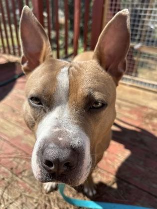 Enlarge Walker- IN FOSTER, a Adoptable Mixed Breed in Chamblee, GA image 2/3