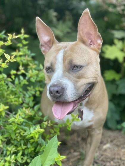 Enlarge Walker- IN FOSTER, a Adoptable Mixed Breed in Chamblee, GA image 3/3