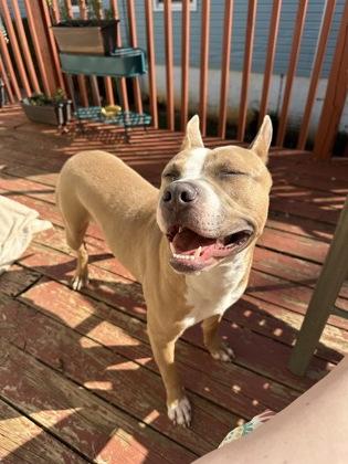 Walker, a Adoptable Mixed Breed in Chamblee, GA image 3/3