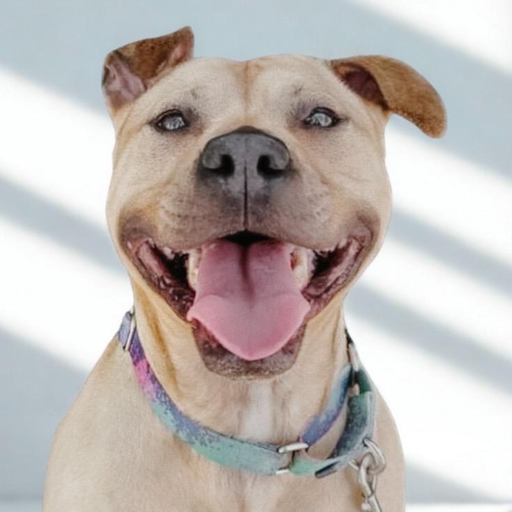 Enlarge Netti, a Adoptable Pit Bull Terrier in Wichita, KS image 1/5