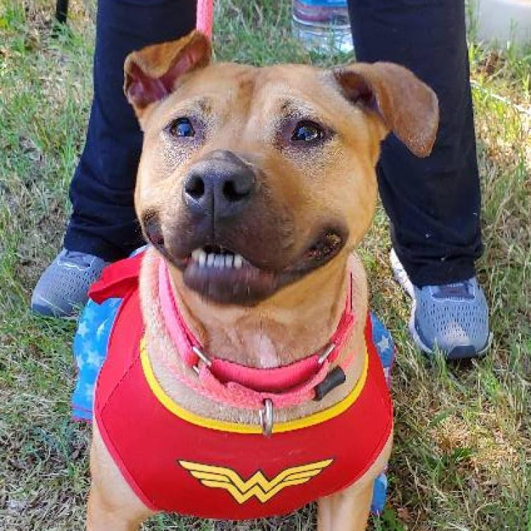 Enlarge Netti, a Adoptable Pit Bull Terrier in Wichita, KS image 2/5