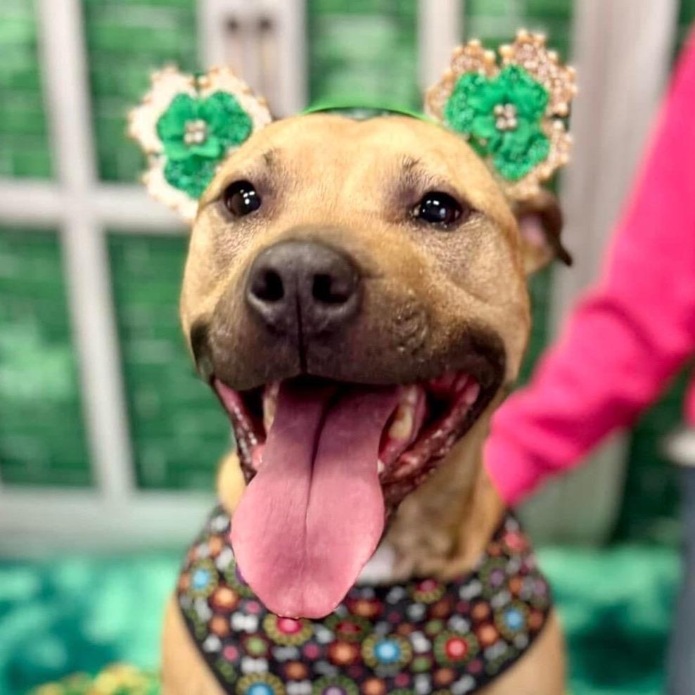 Enlarge Netti, a Adoptable Pit Bull Terrier in Wichita, KS image 3/5