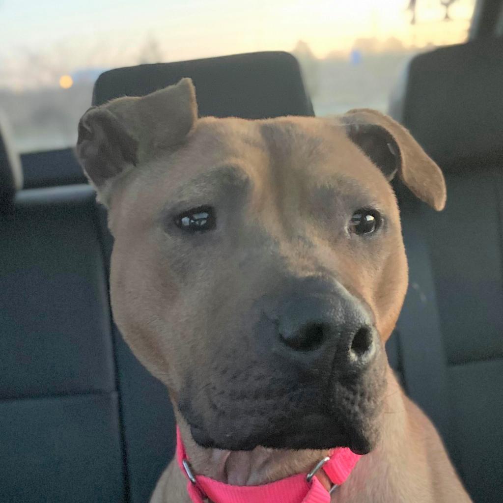 Enlarge Netti, a Adoptable Pit Bull Terrier in Wichita, KS image 4/5