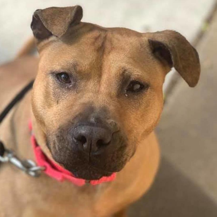 Enlarge Netti, a Adoptable Pit Bull Terrier in Wichita, KS image 5/5
