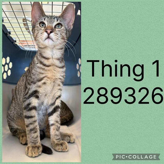 THING 1, Adoptable, Kitten Male Domestic Short Hair.