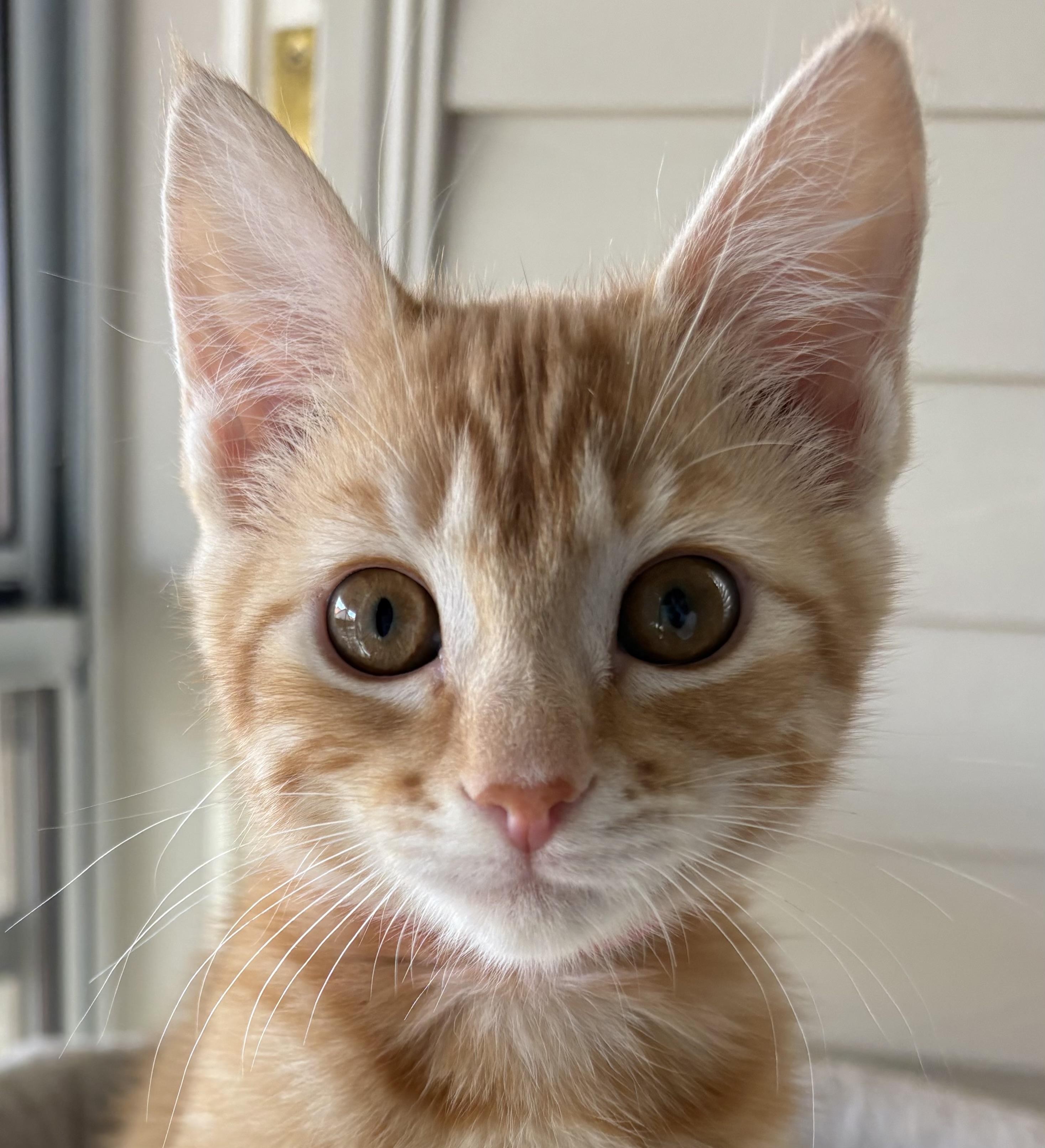 Enlarge HoneyBear, a ADOPTABLE Domestic Short Hair in Oracle, AZ image 1/3