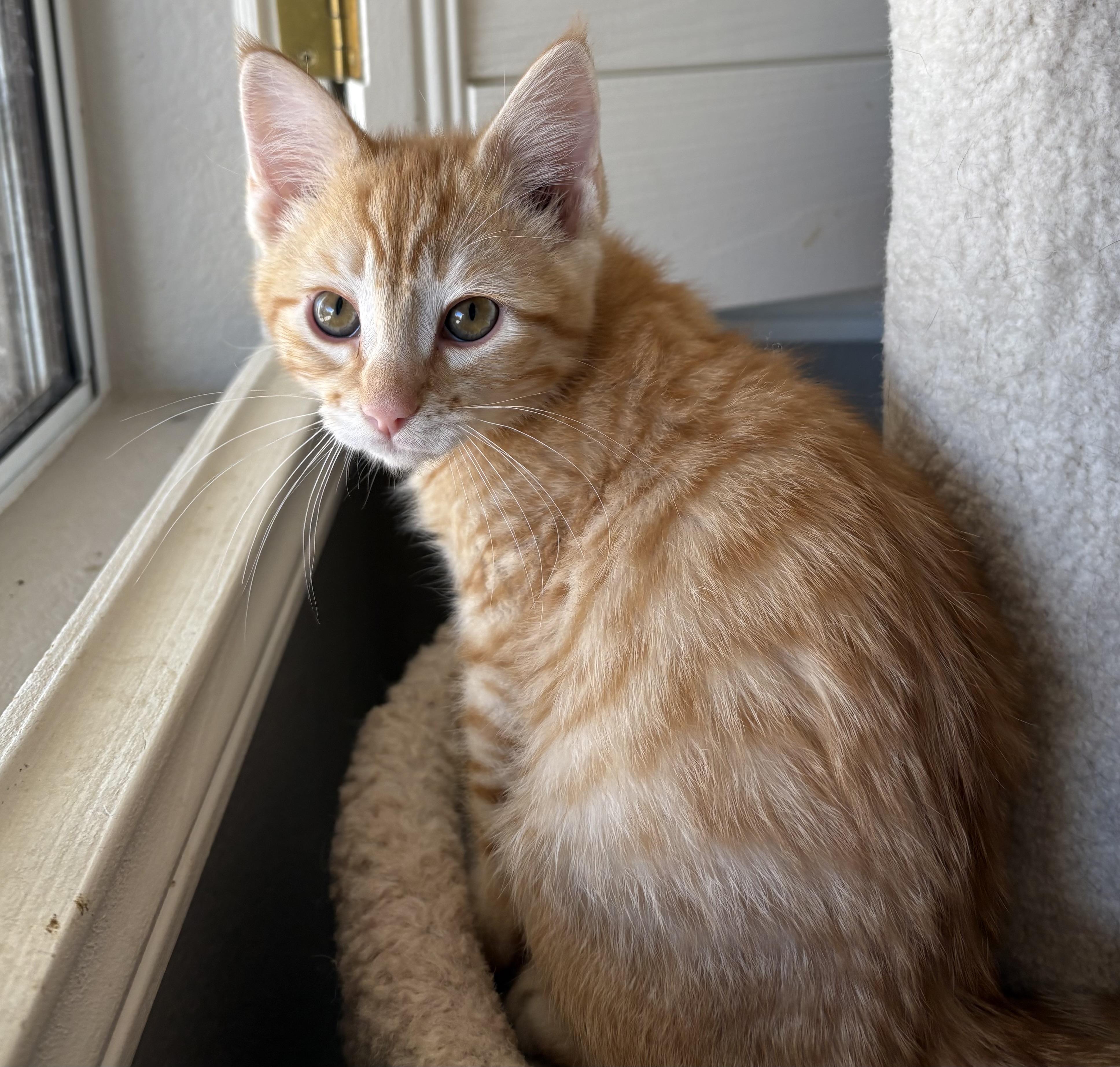 Enlarge HoneyBear, a ADOPTABLE Domestic Short Hair in Oracle, AZ image 3/3