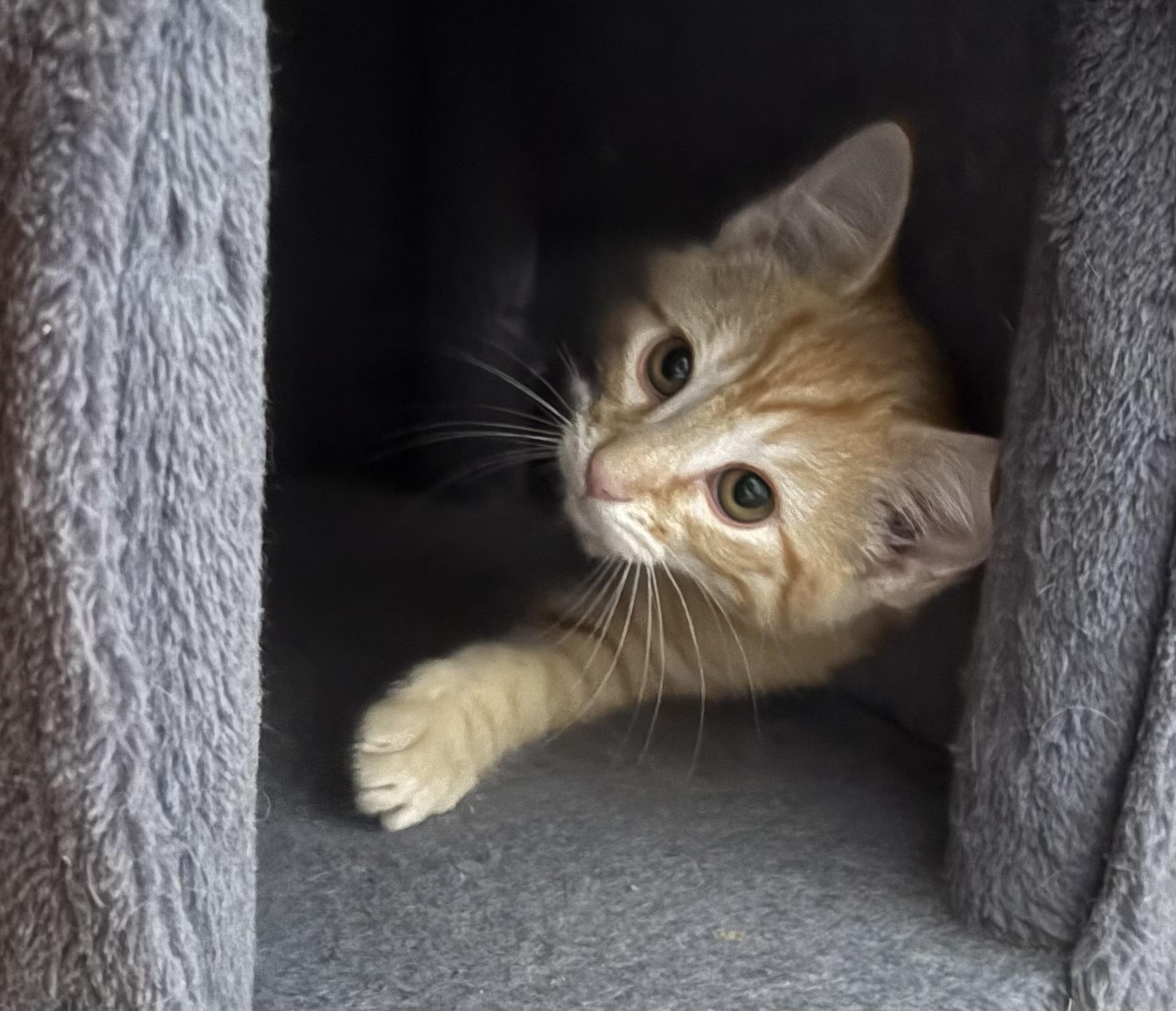 Enlarge HoneyBear, a ADOPTABLE Domestic Short Hair in Oracle, AZ image 2/3