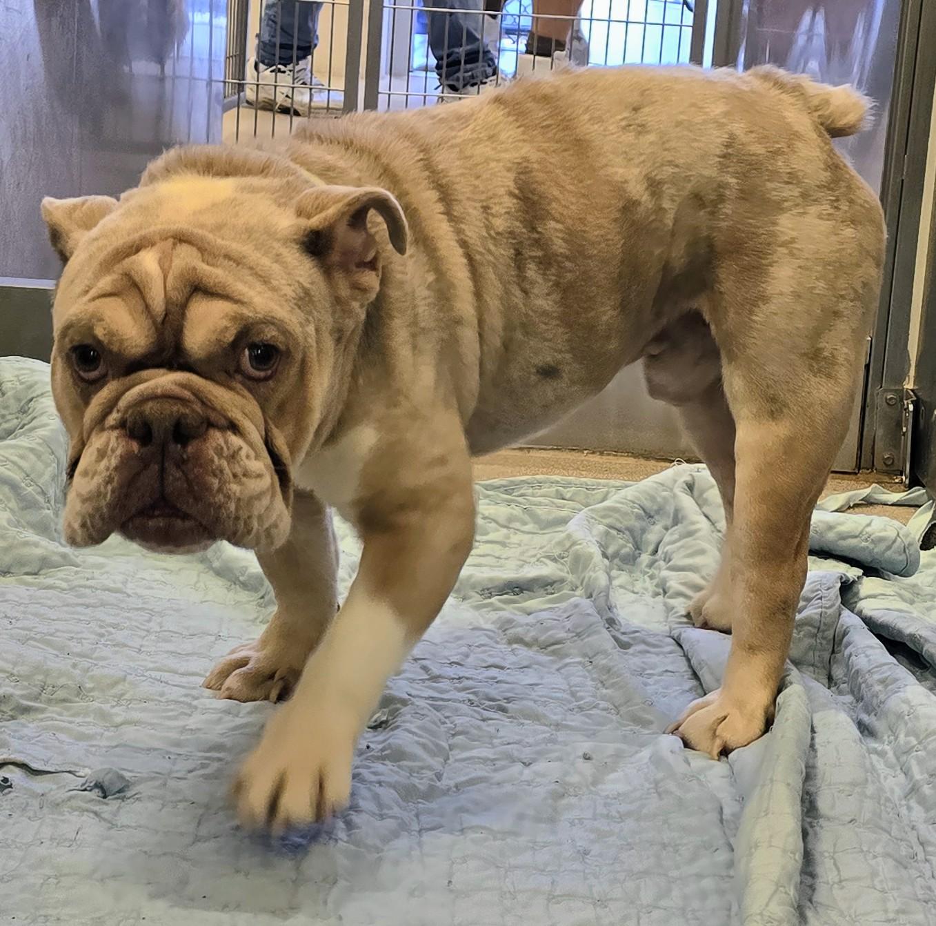 26-307 Brixx, an adopted English Bulldog in Amityville, NY image 4/4