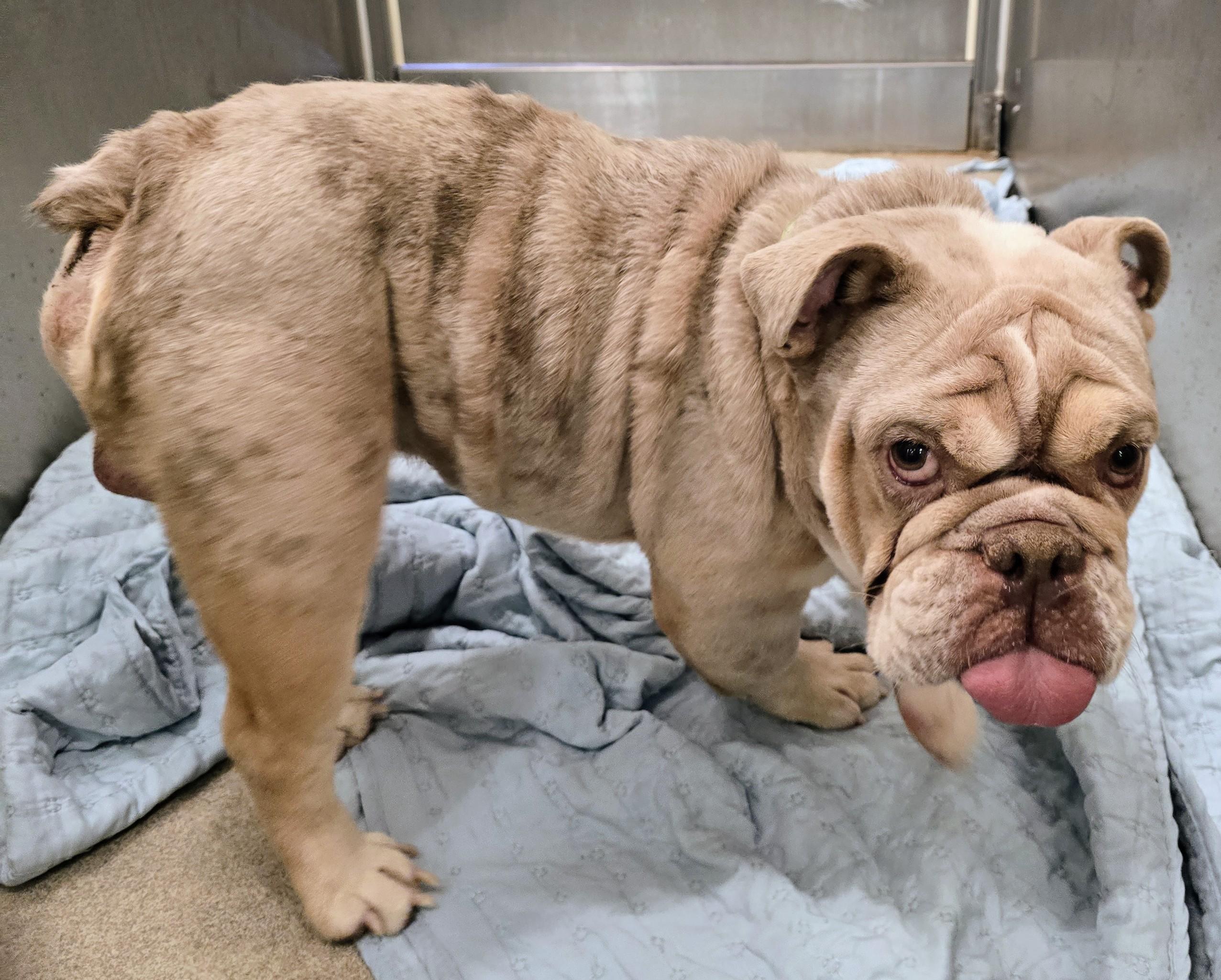 26-307 Brixx, an adopted English Bulldog in Amityville, NY image 2/4