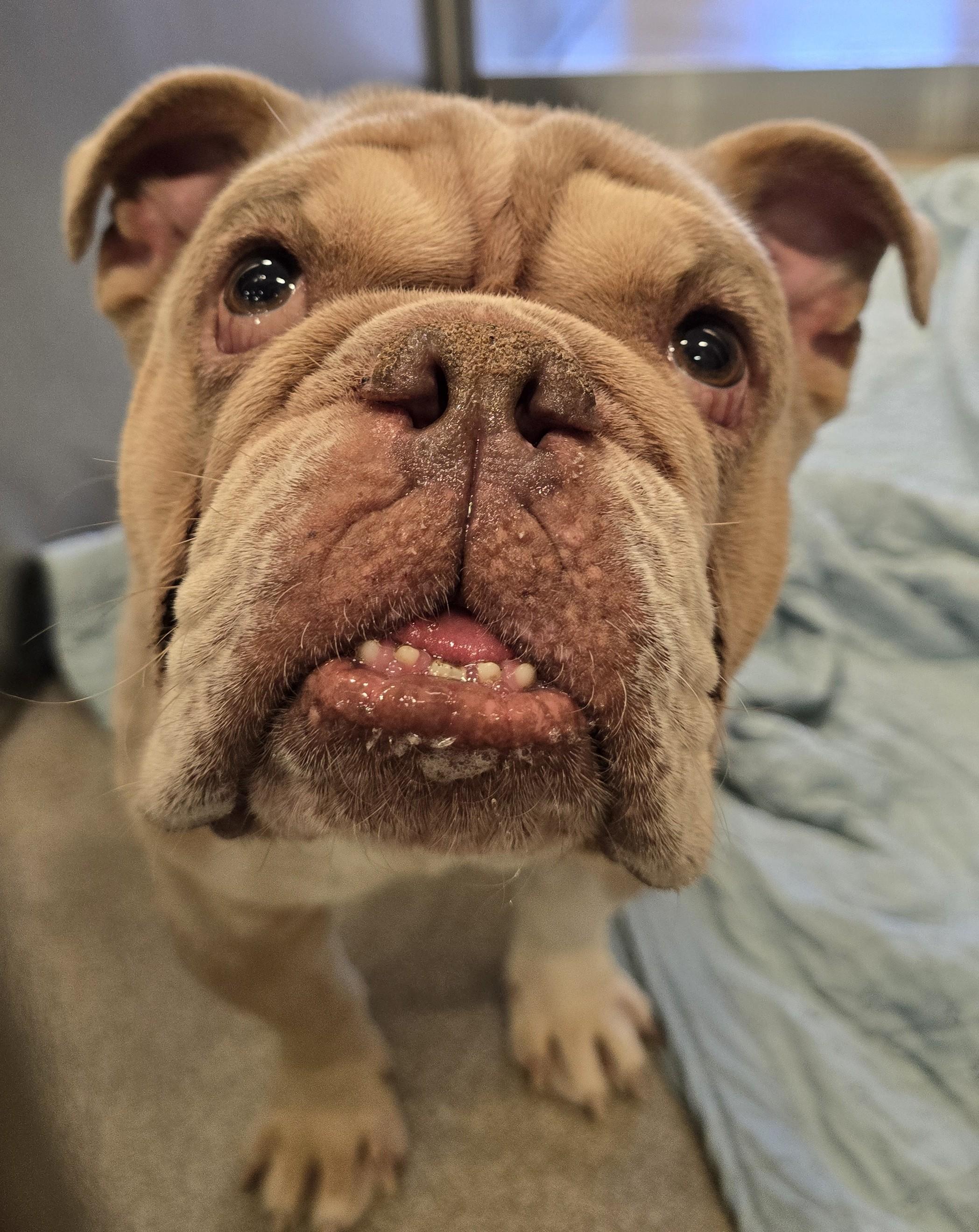 26-307 Brixx, an adopted English Bulldog in Amityville, NY image 3/4