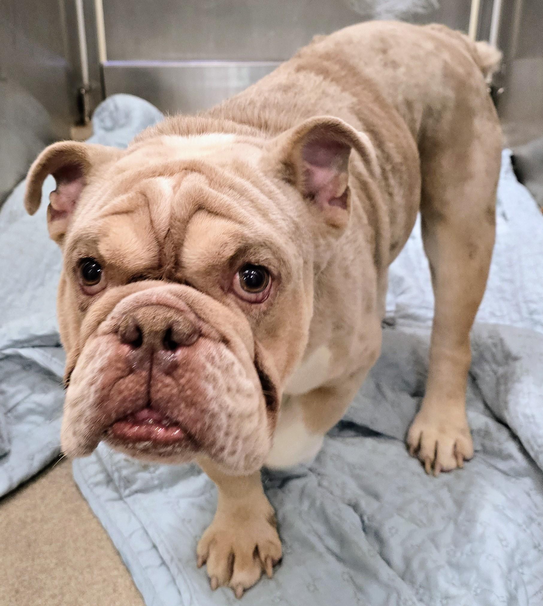 26-307 Brixx, adopted, Adult Male English Bulldog.