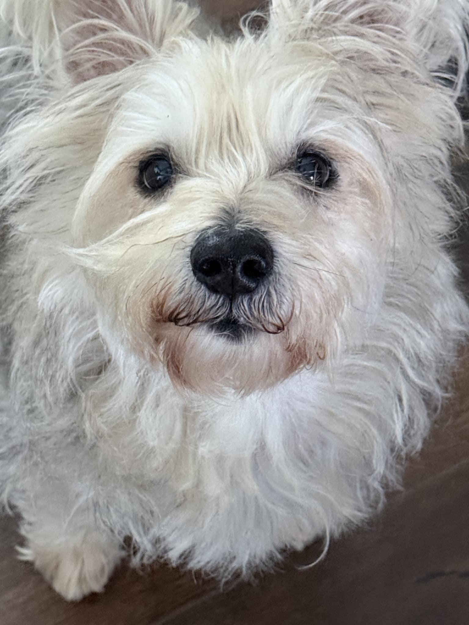 Enlarge JAKE, a ADOPTABLE mixed breed in Loveland, CO image 4/5