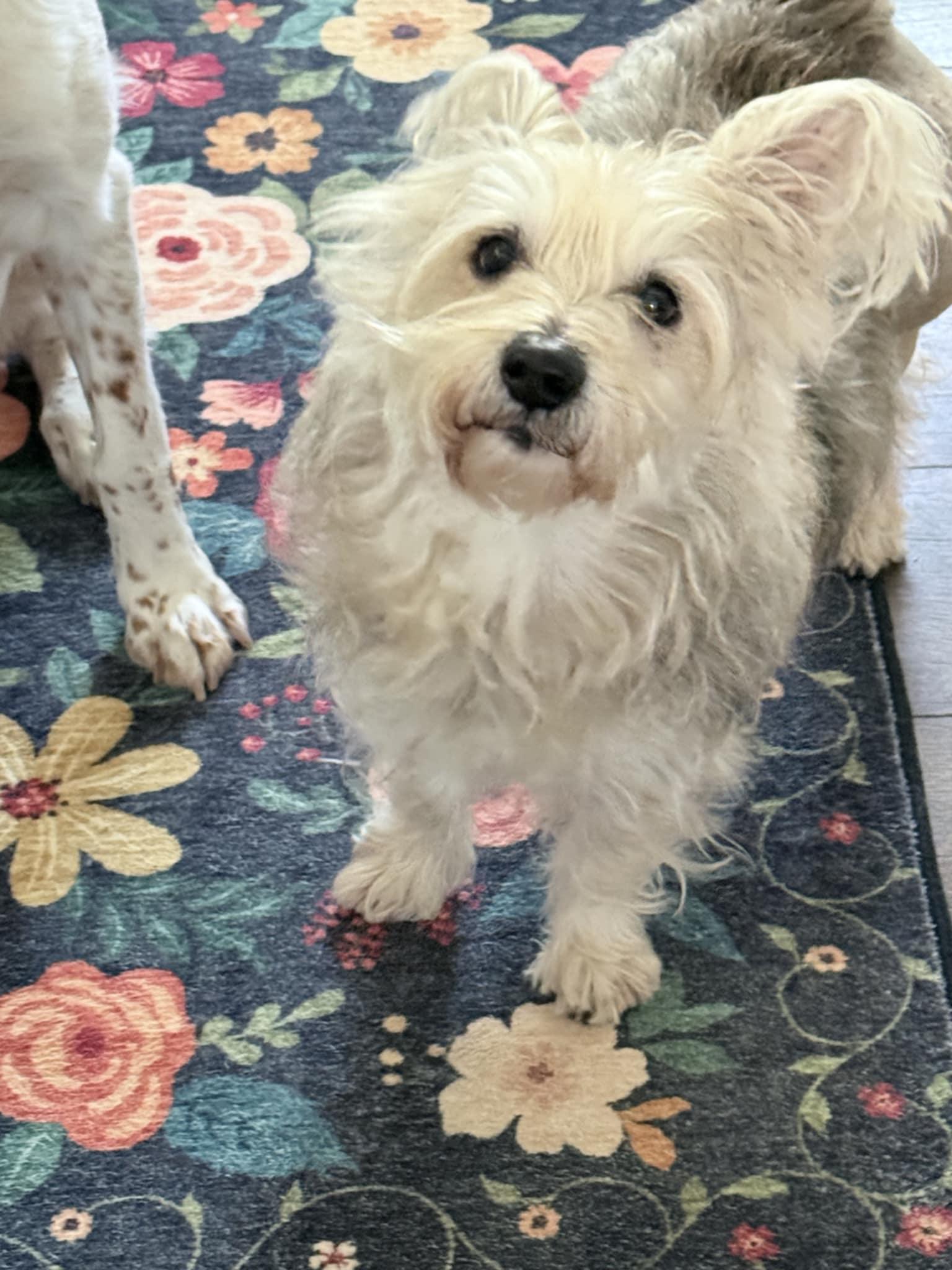 Enlarge JAKE, a ADOPTABLE mixed breed in Loveland, CO image 2/5