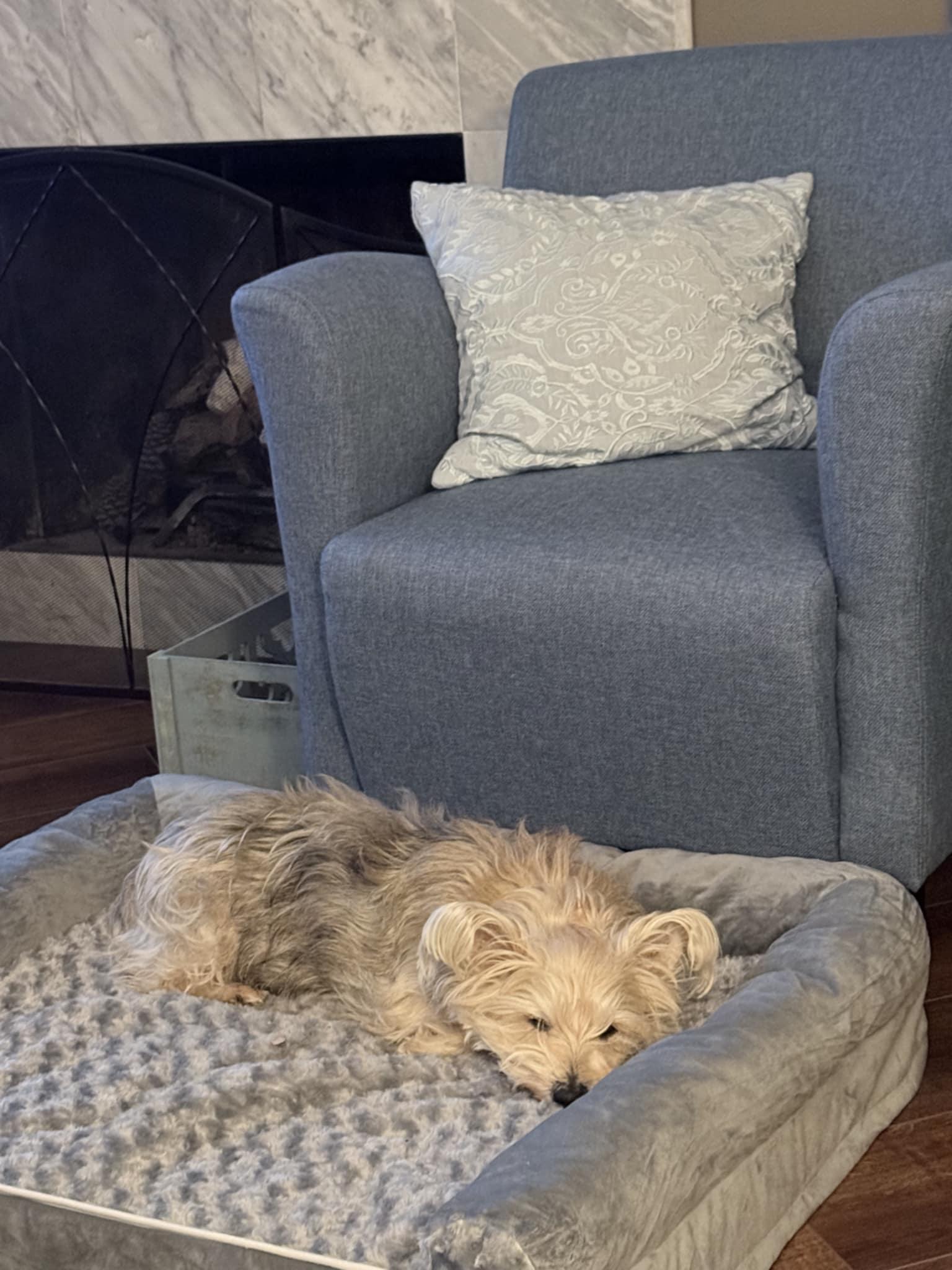 Enlarge JAKE, a ADOPTABLE mixed breed in Loveland, CO image 3/5