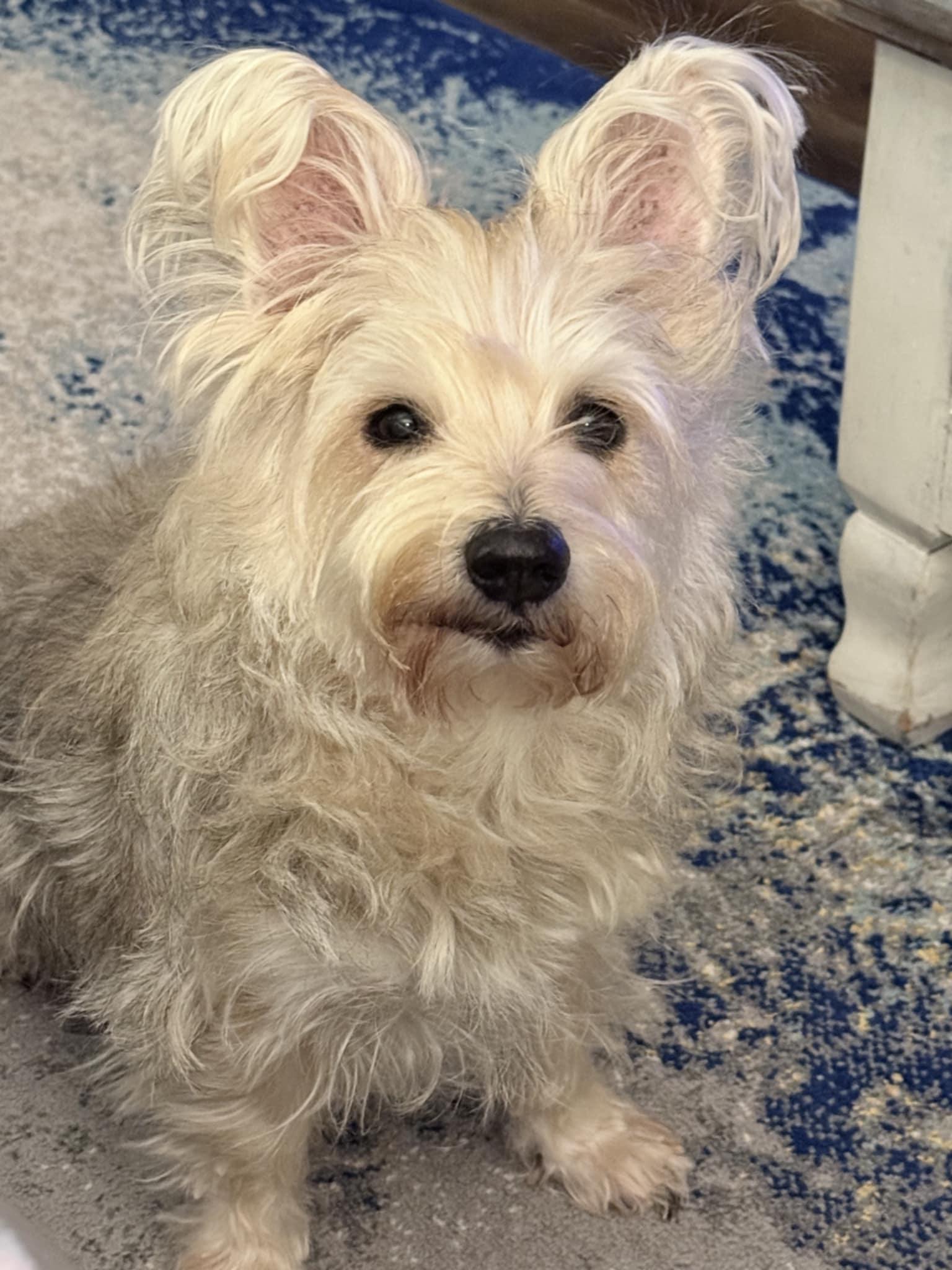 JAKE, ADOPTABLE, Senior Male Terrier.