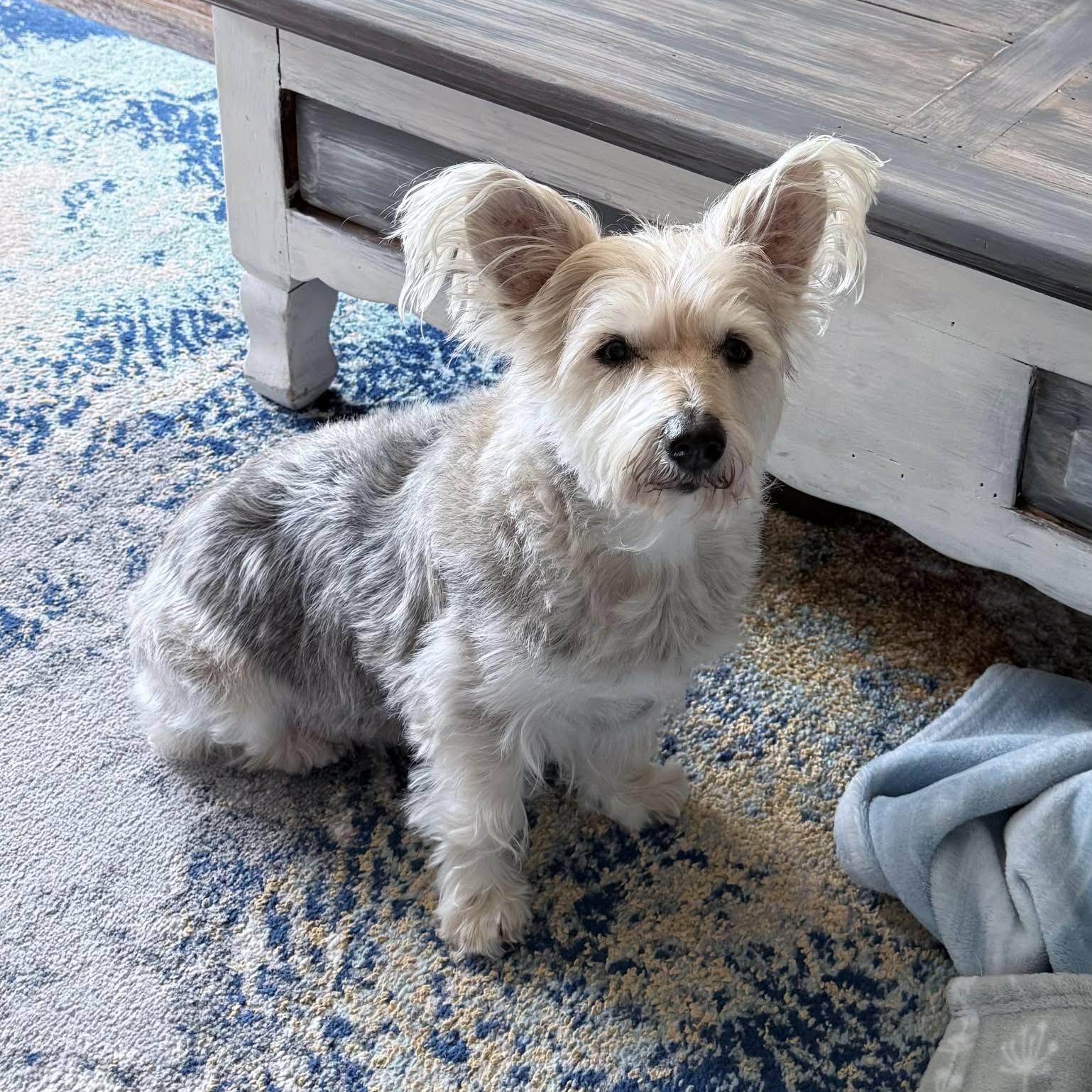 JAKE, ADOPTABLE, Senior Male Terrier.